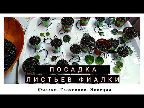 Видео: Как посадить лист фиалки? Планируем эксперимент! #фиалки