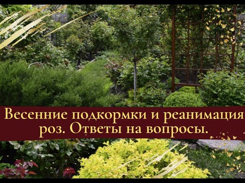 Видео: Весенние подкормки и реанимация роз.  Ответы на вопросы.