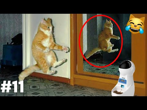 Видео: СМЕХ ДО СЛЕЗ😂 САМЫЕ СМЕШНЫЕ КОШКИ И СОБАКИ 😹🐶 #11