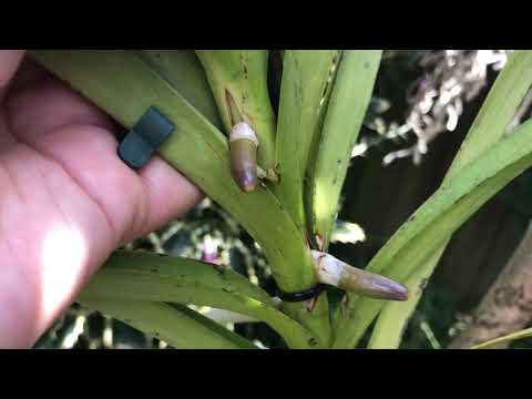 Видео: Ванды на улице при низких температурах