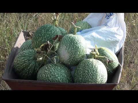 Видео: Результат выращивание фицевалии или тыквы фиголистной.