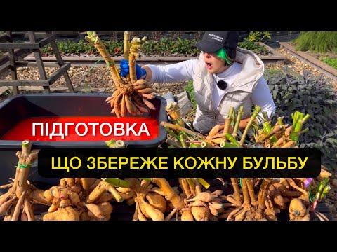 Видео: Як правильно викопати жоржини, як і де бульби зберігати, щоб вони не згнили та не змерзли.