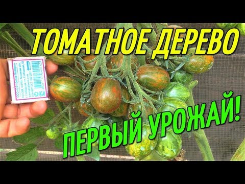 Видео: ТОМАТНОЕ ДЕРЕВО-ПЕРВЫЙ ОТЛИЧНЫЙ УРОЖАЙ!