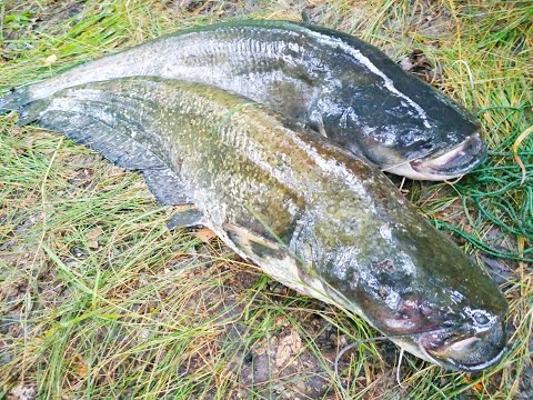 Видео: РЫБАЛКА НА ЗАКИДУШКИ. Ловля сома на мясо ракушки 1-я Часть.
