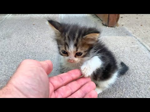 Видео: Осиротевший котёнок ждёт меня каждый день 😿❤️