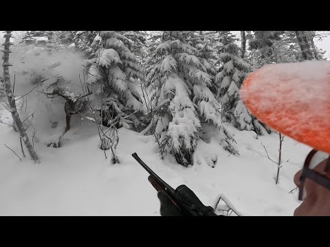 Видео: Самые невероятные кадры слежки на YouTube! Незабываемая охота!