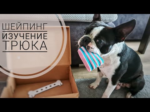 Видео: Как с помощью шейпинга выучить или закрепить новую команду