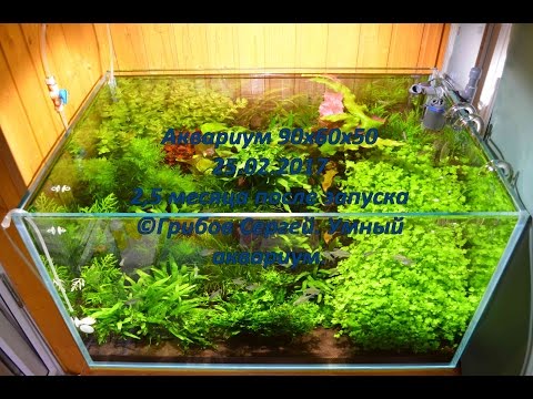 Видео: Запуск аквариума 270л. Продолжение. Прошло 2,5 месяца.