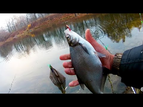 Видео: РЫБАЛКА НА ПОПЛАВОЧНУЮ УДОЧКУ. ЖОР СИНЦА НА ГОРОДСКОЙ ПРОТОКЕ.