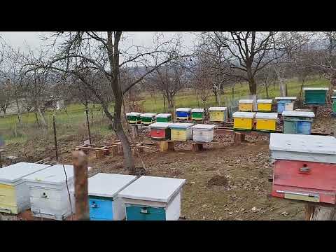 Видео: ХУРМА. 2 роки не пройшли безслідно. Інтересні  нюанси при вирощуванні.