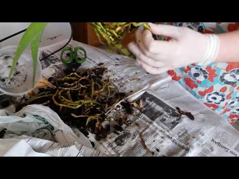 Видео: Пересадка орхидеи Фаленопсис с гнилыми корнями.