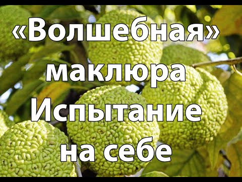 Видео: Маклюра 1 часть