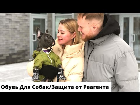 Видео: Как выбрать обувь для Собак/Защита от Реагента/Французский Бульдог Теодор