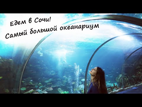 Видео: Океанариум в Сочи - цены, советы, экскурсия! / Oceanarium in Sochi / Sochi Discovery World Aquarium