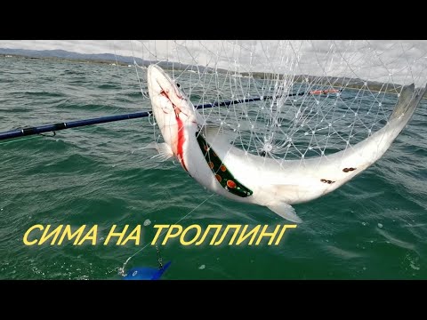 Видео: Ловля симы в троллинг на Сахалине!