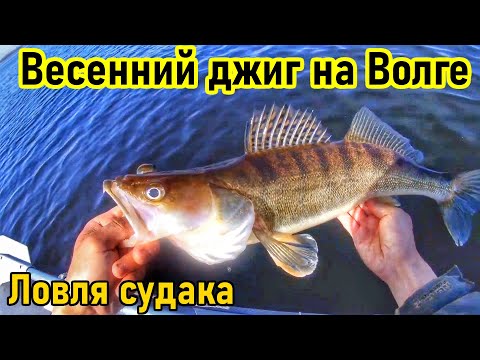 Видео: ВЕСЕННЯЯ ЛОВЛЯ СУДАКА НА ДЖИГ/РЫБАЛКА НА ВОЛГЕ/ЛОВЛЯ НА СПИННИНГ/СУДАК/ВЕСЕННЯЯ РЫБАЛКА/РЫБАК 87
