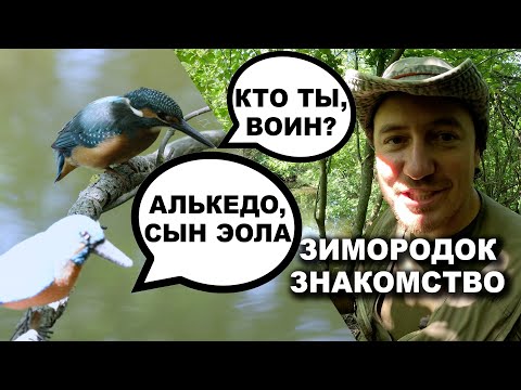 Видео: Зимородок. Знакомство. Репортаж с Куликова Поля