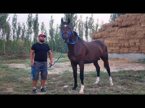 Видео: ОТНИ КУРИНГ ЖАМШИТБЕКДА МАШААЛЛОХ.. #otbozor #horse 