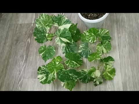 Видео: Комнатные Растения. Гибискус Липолистный. Обрезка, Укоренение