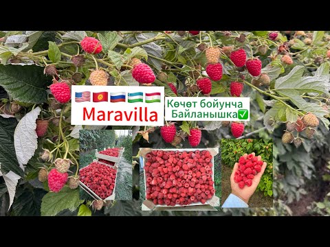 Видео: MARAVILLA Кочотторуно жалпы заказдарды алып баштадык жетишип калыныздар✅#ош #баткен #кадамжай #Аксы