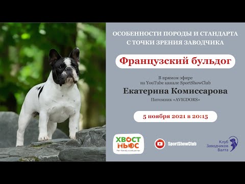 Видео: Французский бульдог / Спикер - Екатерина Комиссарова. "Питомник Avigdors"