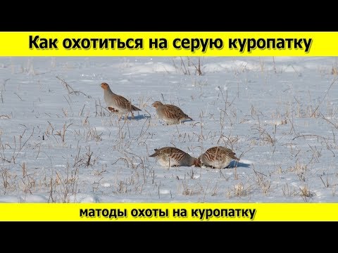 Видео: Серая куропатка и как на нее охотится