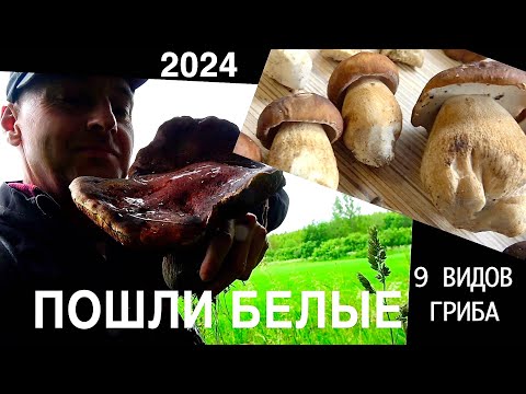 Видео: ПОШЛИ БЕЛЫЕ ГРИБЫ 2024/ СКАЗОЧНЫЕ НАХОДКИ