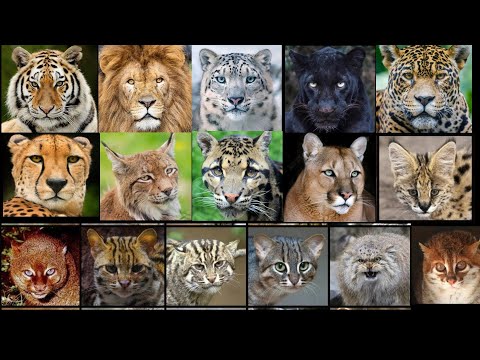 Видео: Все звуки диких кошек