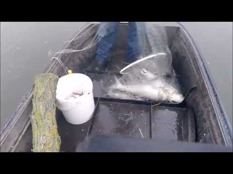 Видео: Заброс кастинговой сети на арендованном водоёме. 