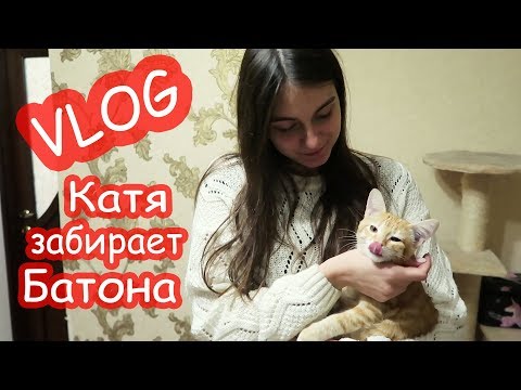 Видео: VLOG Костя привёз Катю. Батон таки поедет в Киев
