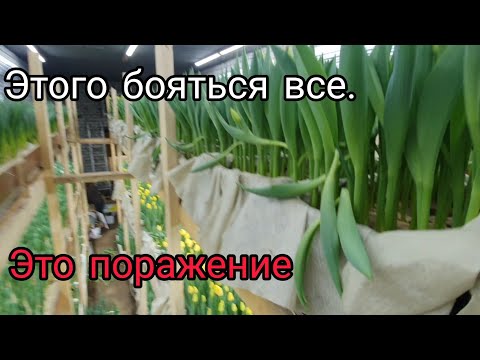 Видео: Вот мы и попали! Потеря денег. Топинг тюльпана.
