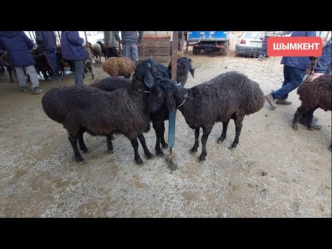 Видео: Шымкент Қой,қошқар,ешкі бағасы 27.03.24ж