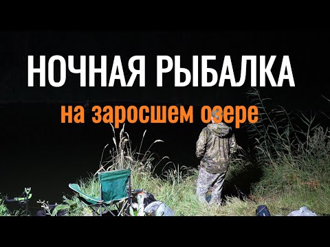 Видео: Ночная рыбалка с напарником-корги на заросшем озере