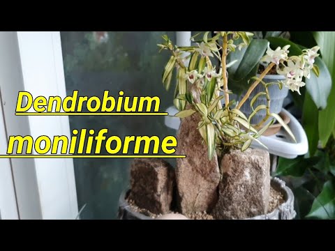 Видео: Dendrobium moniliforme. Мои наблюдения за год.