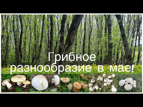 Видео: Весенние виды Грибов,живописные места:горы,луга,ущелья и реки.Тихая охота2023!Calocybe,Leucopaxillus