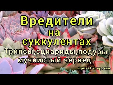 Видео: Вредители на суккулентах. Подуры,грибные комарики,мучнистый червец,трипс.И пара слов о фитофторозе.