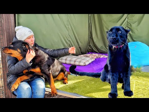 Видео: Пантера Луна встречает гостей 😅🐾