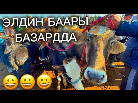 Видео: ОЗГОН СААН БАЗАР 09.11.2025#памиртв #horse #rek 