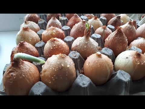 Видео: ЛУК  НА ПОДОКОННИКЕ-ВЫРАЩИВАЕМ ИГРАЮЧИСЬ..🌿🌿☘