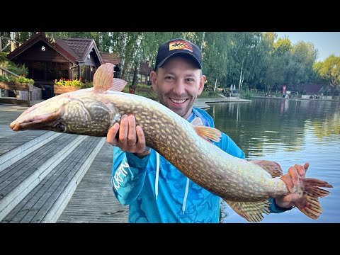 Видео: САМАЯ ДОРОГАЯ рыбалка в Подмосковье! GOLD SAZAN. Рейтинг рыболовных баз
