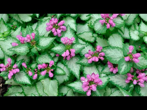 Видео: КРАСИВОЕ НЕПРИХОТЛИВОЕ ПОЧВОПОКРОВНОЕ РАСТЕНИЕ ТЕНИ! ЯСНОТКА КРАПЧАТАЯ!