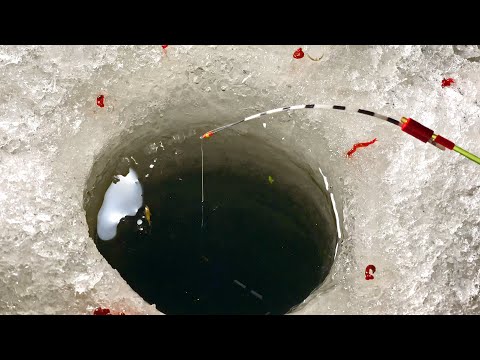 Видео: Опустил мормышку под лёд, ОН ЗАШЕВЕЛИЛ КИВОК и начался вечерний клёв! Зимняя рыбалка 2025