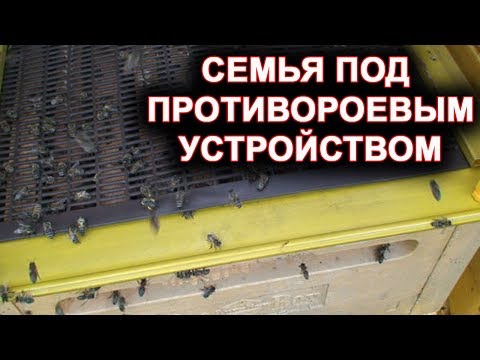 Видео: Семья под противороевым устройством. 100% без роев.