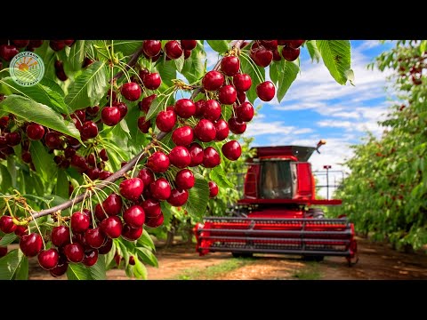 Видео: Как американские фермеры собирают миллионы тонн вишни — Cherry Harvesting