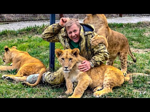 Видео: Посмотрите, Шерхан стал верхолазом, Симба пловцом, а Асада ПРОСТО КРАСИВАЯ))