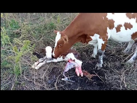 Видео: Два отёла за сутки/Прибавилось работы на хозяйстве