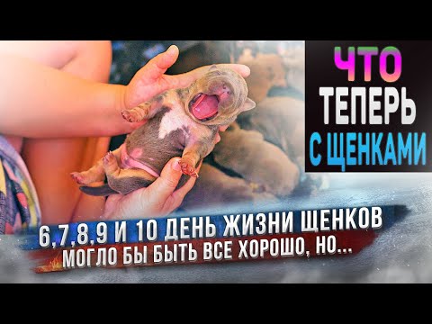 Видео: Щенку резко стало плохо!