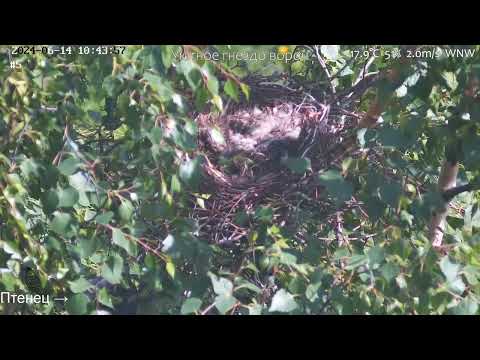 Видео: Уютное гнездо ворон 06.14  часть 2 (все улетели)