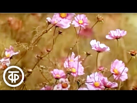 Видео: Цветы Москвы. Документальный фильм (1972)