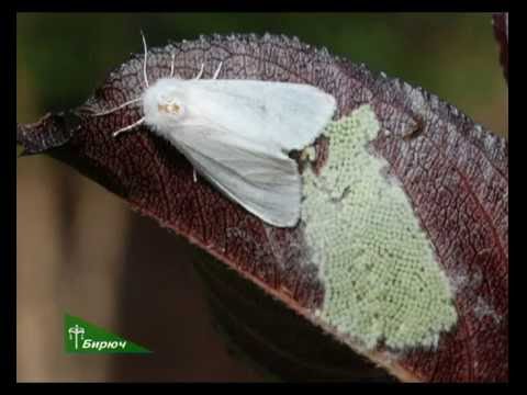 Видео: Карантинный вредитель «Американская белая бабочка». 06.09.2016
